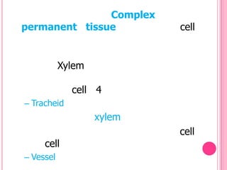 Complex
permanent tissue           cell


           Xylem

             cell 4
– Tracheid
                   xylem
                           cell
     cell
– Vessel
 