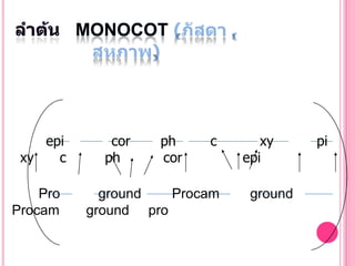 MONOCOT




    epi      cor   ph    c       xy     pi
 xy   c     ph     cor        epi

    Pro     ground   Procam    ground
Procam    ground pro
 