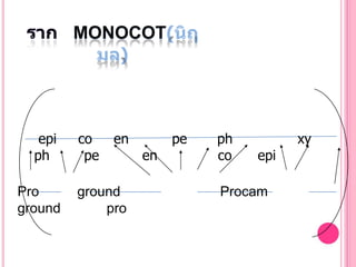 MONOCOT




   epi   co    en        pe   ph         xy
  ph      pe        en        co   epi

Pro      ground               Procam
ground       pro
 