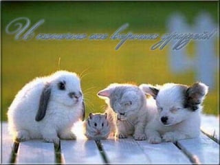 С Днём Рождения, Альта!)