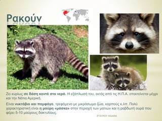 Πακξύμ

Εεη θπξίσο ζε δάζε θνληά ζην λεξό. Ζ εμάπισζή ηνπ, εθηόο από ηηο Ζ.Π.Α. επεθηείλεηαη κέρξη
θαη ηελ Νόηηα Ακεξηθή.
Δίλαη λπθηόβην θαη πακθάγν, ηξεθόκελν κε κηθξόζσκα δώα, θαξπνύο θ.ιπ. Πνιύ
ραξαθηεξηζηηθή είλαη ε καύξε «κάζθα» ζηελ πεξηνρή ησλ καηηώλ θαη ε ξαβδσηή νπξά πνπ
θέξεη 5-10 καύξνπο δαθηπιίνπο.
Ρ΢ΑΣΠΞΣ ΖΚΘΑΜΑ

 