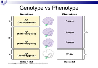 Genotype vs Phenotype

 