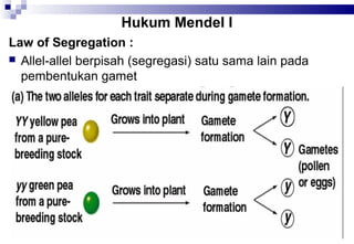 Hukum Mendel I
Law of Segregation :
 Allel-allel berpisah (segregasi) satu sama lain pada
pembentukan gamet

 