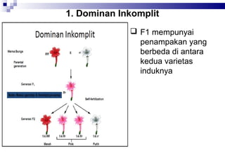 1. Dominan Inkomplit
 F1 mempunyai
penampakan yang
berbeda di antara
kedua varietas
induknya

 