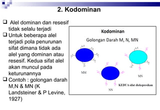 2. Kodominan
 Alel dominan dan resesif
tidak selalu terjadi
 Untuk beberapa alel
terjadi pola penurunan
sifat dimana tidak ada
alel yang dominan atau
resesif. Kedua sifat alel
akan muncul pada
keturunannya
 Contoh : golongan darah
M,N & MN (K
Landsteiner & P Levine,
1927)

 