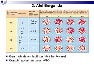 3. Alel Berganda
Golongan darah
Genotypes
(Phenotype)

Antibodi
dalam
serum darah

O

ii

A

AB



A

Anti-B

B



O

Anti-A
Anti-B

IA IA
or
IA i

Bereaksi (penggumpalan) ketika sel darah merah dari golongan darah
di bawah ditambahkan ke serum dari golongan darah di sebelah kiri

IB IB
or
IB i

Anti-A

IA IB

Gen hadir dalam lebih dari dua bentuk alel
Contoh : golongan darah ABO

B

AB

 