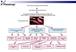 4. Pleiotropi

Individu yg homozigot untuk alel sel sabit

Hemoglobin sel sabit (abnormal)
Hemoglobin mengkristal apabila kandungan oksigen dlm
darah rendah, menyebabkan sel darah merah mjd berbentuk sabit

Sel berbentuk sabit

Kelemahan
fisik

Fungsi mental
rusak

Anemia

Penumpukan sel berbentuk
sabit di dalam limfa

Penggumapalan sel &
penggumpalan pembuluh
darah kecil

Pemecahan sel-sel darah
merah

Kegagalan
jantung

Kelumpuhan

Nyeri &
demam

Pneumonia &
infeksi lain

Kerusakan
otak

Kerusakan
pd organ lain

Rematik

Kerusakan
limfa

Kegagalan ginjal

 