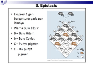 5. Epistasis

 