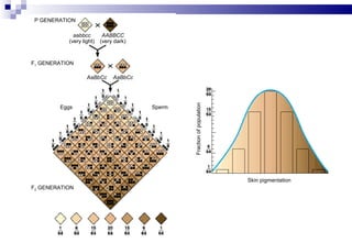 P GENERATION
aabbcc
(very light)

AABBCC
(very dark)

F1 GENERATION

Eggs

AaBbCc

Sperm

Fraction of population

AaBbCc

Skin pigmentation
F2 GENERATION

 