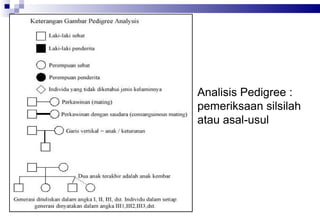 Analisis Pedigree :
pemeriksaan silsilah
atau asal-usul

 