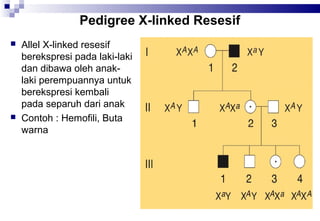 Pedigree X-linked Resesif




Allel X-linked resesif
berekspresi pada laki-laki
dan dibawa oleh anaklaki perempuannya untuk
berekspresi kembali
pada separuh dari anak
Contoh : Hemofili, Buta
warna

 