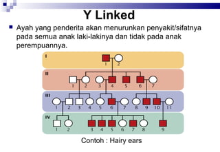 Y Linked


Ayah yang penderita akan menurunkan penyakit/sifatnya
pada semua anak laki-lakinya dan tidak pada anak
perempuannya.

Contoh : Hairy ears

 