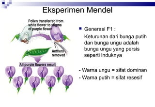 Eksperimen Mendel


Generasi F1 :
Keturunan dari bunga putih
dan bunga ungu adalah
bunga ungu yang persis
seperti induknya

- Warna ungu = sifat dominan
- Warna putih = sifat resesif

 