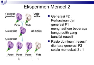 Eksperimen Mendel 2




Generasi F2 :
Perkawinan dari
generasi F1
menghasilkan beberapa
bunga putih yang
bersifat resesif
Rasio dominan : resesif
diantara generasi F2
selalu mendekati 3 : 1

 