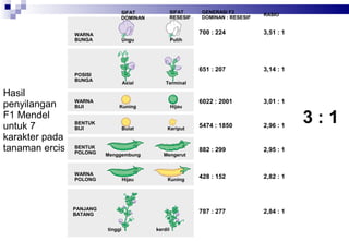 SIFAT
RESESIF

SIFAT
DOMINAN

RASIO

700 : 224

POSISI
BUNGA

3,14 : 1

6022 : 2001

3,01 : 1

5474 : 1850

2,96 : 1

882 : 299

2,95 : 1

428 : 152

2,82 : 1

787 : 277

Ungu

3,51 : 1

651 : 207

WARNA
BUNGA

Hasil
penyilangan
F1 Mendel
untuk 7
karakter pada
tanaman ercis

GENERASI F2
DOMINAN : RESESIF

2,84 : 1

Putih

Axial

Terminal

WARNA
BIJI

Kuning

Hijau

BENTUK
BIJI

Bulat

Keriput

BENTUK
POLONG

Menggembung

WARNA
POLONG

Hijau

Mengerut

Kuning

PANJANG
BATANG
tinggi

kerdil

3:1

 