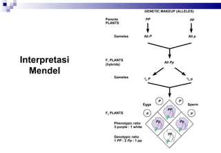 GENETIC MAKEUP (ALLELES)
Parents
PLANTS

Gametes

Interpretasi
Mendel

PP

pp

All P

All p

F1 PLANTS
(hybrids)

Gametes

All Pp

/2 P

1

Eggs
F2 PLANTS
Phenotypic ratio
3 purple : 1 white
Genotypic ratio
1 PP : 2 Pp : 1 pp

1

P

P
PP

p
Pp

Sperm
p

Pp
pp

/2 p

 