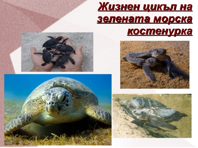 Жизнен цикъл на зелената морска костенурка