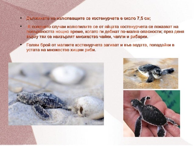 Жизнен цикъл на зелената морска костенурка