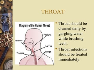 THROAT
 Throat should be
cleaned daily by
gargling water
while brushing
teeth.
 Throat infections
should be treated
immediately.

 