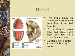 TEETH


We should brush our
teeth twice a day to keep
them clean of any food
deposits.
 If not cleaned, germs
grow and cause tooth
decay and foul smell
comes from the mouth.
 We should visit a dentist
atleast once in every 6
months.

 