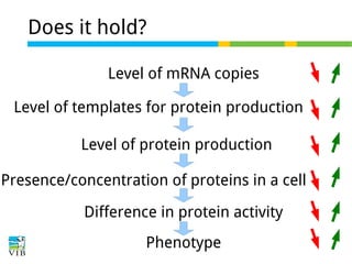 Does it hold?
Level of mRNA copies
Level of templates for protein production
Level of protein production
Presence/concentration of proteins in a cell
Difference in protein activity
Phenotype

 