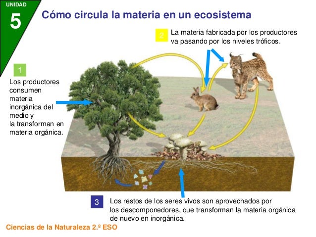 Circulacion De La Materia En El Ecosistema Acerca de