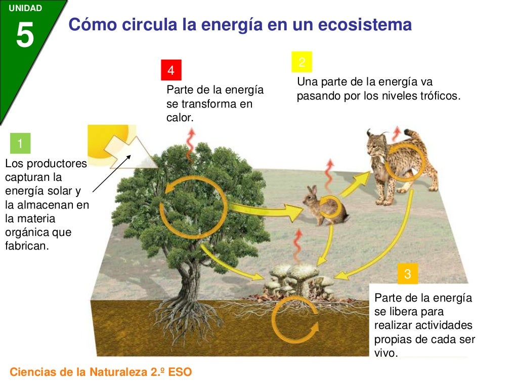 Flujo De La Energia En Los Ecosistemas Ecosistemas Images Flujo De La Energia En Los Ecosistemas Ecosistemas Images