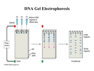 DNA Gel Electrophoresis

 