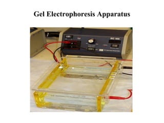 Gel Electrophoresis Apparatus

 