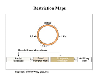 Restriction Maps

 