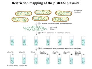 Restriction mapping of the pBR322 plasmid

 