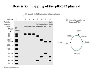 Restriction mapping of the pBR322 plasmid

 