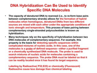 DNA Hybridization Can Be Used to Identify
Specific DNA Molecules
•

•

The capacity of denatured DNA to reanneal (i.e., to re-form base pairs
between complementary strands) allows for the formation of hybrid
molecules when homologous, denatured DNAs from two different
sources are mixed with each other under the appropriate conditions of
ionic strength and temperature. This process of base pairing between
complementary single-stranded polynucleotides is known as
hybridization.
Many techniques rely on the specificity of hybridization between two
DNA molecules of complementary sequence. For example, this
property is the basis for detecting specific sequences within
complicated mixtures of nucleic acids. In this case, one of the
molecules is a probe of defined sequence—either a purified fragment
or a chemically synthesized DNA molecule. The probe is used to
search mixtures of nucleic acids for molecules containing a
complementary sequence. The probe DNA must be labeled so that it
can be readily located once it has found its target sequence.
Labeling by Radioactive( P32,S35) or chemically (Fluorescent)
Radioactive cause less damage than chemical labeling

 