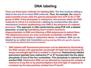 DNA labeling
There are three basic methods for labeling DNA. The first involves adding a
label to the end of an intact DNA molecule. Thus, for example, the enzyme
polynucleotide kinase adds the gamma-phosphate from ATP to the 5’-OH
group of DNA. If that phosphate is radioactive, this process labels the DNA
molecule to which it is transferred. Labeling by incorporation (the other
mechanism) involves synthesizing new DNA in the presence of a labeled
precursor. This approach is often performed by using PCR with a labeled
precursor, or even by hybridizing short random hexameric
oligonucleotides to DNA and allowing a DNA polymerase to extend them.
The labeled precursors are most commonly nucleotides modified with
either a fluorescent moiety or radioactive atoms. In addition, DNA can be
labeled by so called nick translation.nicking (cutting) DNA with specific enzymes
.and introducing labeled (florescent) nucleotide

•

DNA labeled with fluorescent precursors can be detected by illuminating
the DNA sample with appropriate wavelength UV light and monitoring the
longer-wavelength light that is emitted in response. Radioactively labeled
precursors typically have radioactive P32 or S35 incorporated into the alphaphosphate of one of the four nucleotides. This phosphate is retained in the
product DNA. Radioactive DNA can be detected by exposing the sample of
interest to X-ray film or by photomultipliers that emit light in response to
excitation by the beta particles emitted from P32and S35.

 