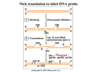 Nick translation to label DNA probe

 