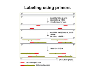 Labeling using primers

 