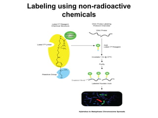 Labeling using non-radioactive
chemicals

 