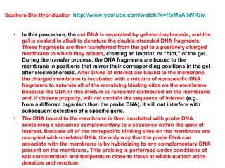 Southern Blot Hybridization http://www.youtube.com/watch?v=RsMsAiNVIGw

•

•

In this procedure, the cut DNA is separated by gel electrophoresis, and the
gel is soaked in alkali to denature the double-stranded DNA fragments.
These fragments are then transferred from the gel to a positively charged
membrane to which they adhere, creating an imprint, or “blot,” of the gel.
During the transfer process, the DNA fragments are bound to the
membrane in positions that mirror their corresponding positions in the gel
after electrophoresis. After DNAs of interest are bound to the membrane,
the charged membrane is incubated with a mixture of nonspecific DNA
fragments to saturate all of the remaining binding sites on the membrane.
Because the DNA in this mixture is randomly distributed on the membrane
and, if chosen properly, will not contain the sequence of interest (e.g.,
from a different organism than the probe DNA), it will not interfere with
subsequent detection of a specific gene.
The DNA bound to the membrane is then incubated with probe DNA
containing a sequence complementary to a sequence within the gene of
interest. Because all of the nonspecific binding sites on the membrane are
occupied with unrelated DNA, the only way that the probe DNA can
associate with the membrane is by hybridizing to any complementary DNA
present on the membrane. This probing is performed under conditions of
salt concentration and temperature close to those at which nucleic acids
denature and renature.

 