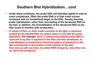 Southern Blot Hybridization…cont
•

•

Under these conditions, the probe DNA will hybridize tightly to only its
exact complement. Often the probe DNA is in high molar excess
compared with its immobilized target on the filter, thereby favoring
probe hybridization rather than reannealing of the denatured DNA on
the blot. In addition, the immobilization of the denatured DNA on the
filter tends to interfere with renaturation.
A variety of films or other media sensitive to the light or electrons
emitted by the labeled DNA can detect where on the blot the probe
hybridizes. For example, when a radioactively labeled probe DNA is
used and X-ray film is exposed to the filter and then developed, an
autoradiogram is produced in which the pattern of exposure on the
film corresponds to the position of the hybrids on the blot.
If we end up with one band, its called HIGH stingency, more than one,
we call it low stringency

 