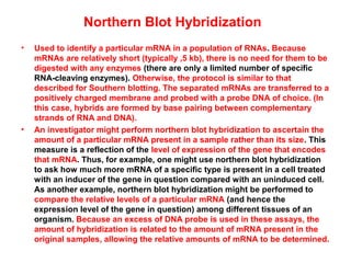 Northern Blot Hybridization
•

•

Used to identify a particular mRNA in a population of RNAs. Because
mRNAs are relatively short (typically ,5 kb), there is no need for them to be
digested with any enzymes (there are only a limited number of specific
RNA-cleaving enzymes). Otherwise, the protocol is similar to that
described for Southern blotting. The separated mRNAs are transferred to a
positively charged membrane and probed with a probe DNA of choice. (In
this case, hybrids are formed by base pairing between complementary
strands of RNA and DNA).
An investigator might perform northern blot hybridization to ascertain the
amount of a particular mRNA present in a sample rather than its size. This
measure is a reflection of the level of expression of the gene that encodes
that mRNA. Thus, for example, one might use northern blot hybridization
to ask how much more mRNA of a specific type is present in a cell treated
with an inducer of the gene in question compared with an uninduced cell.
As another example, northern blot hybridization might be performed to
compare the relative levels of a particular mRNA (and hence the
expression level of the gene in question) among different tissues of an
organism. Because an excess of DNA probe is used in these assays, the
amount of hybridization is related to the amount of mRNA present in the
original samples, allowing the relative amounts of mRNA to be determined.

 