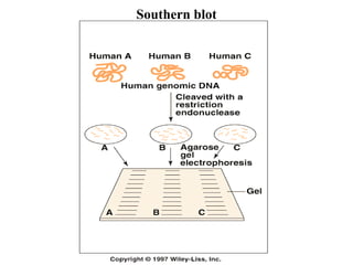 Southern blot

 
