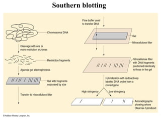 Southern blotting

 