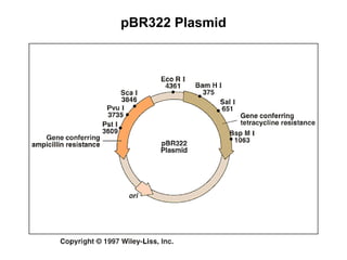 pBR322 Plasmid

 