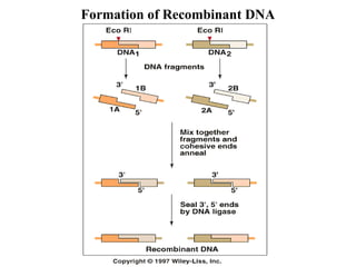 Formation of Recombinant DNA

 