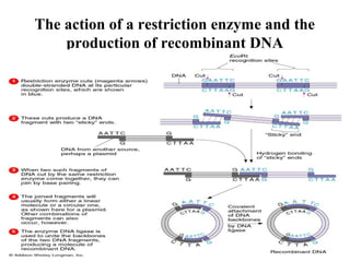 The action of a restriction enzyme and the
production of recombinant DNA

 