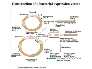 Construction of a bacterial expression vector

 