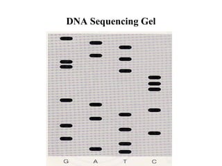 DNA Sequencing Gel

 