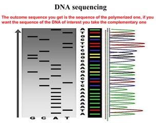 DNA sequencing
The outcome sequence you get is the sequence of the polymerized one, if you
want the sequence of the DNA of interest you take the complementary one

 