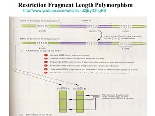 Restriction Fragment Length Polymorphism
 http://www.youtube.com/watch?v=d2jEyO3hqR0

 