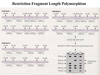 Restriction Fragment Length Polymorphism

 
